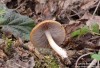 křehutka hnědošedá (Houby), Psathyrella spadiceogrisea (Fungi)